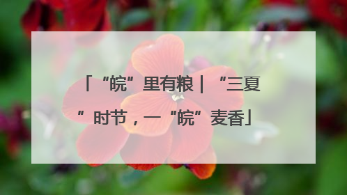 “皖”里有粮｜“三夏”时节，一“皖”麦香