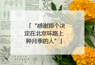 “感谢那个决定在北京环路上种月季的人”