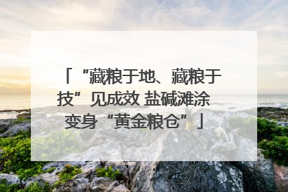“藏粮于地、藏粮于技”见成效 盐碱滩涂变身“黄金粮仓”