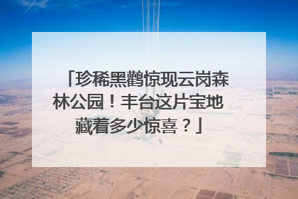 珍稀黑鹳惊现云岗森林公园！丰台这片宝地藏着多少惊喜？