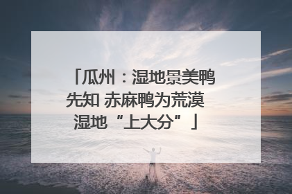 瓜州：湿地景美鸭先知 赤麻鸭为荒漠湿地“上大分”