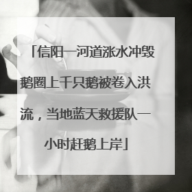 信阳一河道涨水冲毁鹅圈上千只鹅被卷入洪流，当地蓝天救援队一小时赶鹅上岸