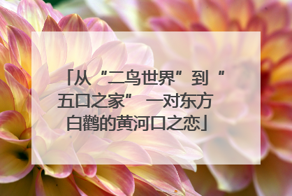 从“二鸟世界”到“五口之家” 一对东方白鹳的黄河口之恋