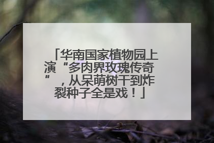 华南国家植物园上演“多肉界玫瑰传奇”，从呆萌树干到炸裂种子全是戏！