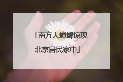 南方大蟑螂惊现北京居民家中