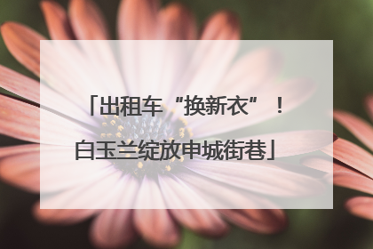 出租车“换新衣”！白玉兰绽放申城街巷