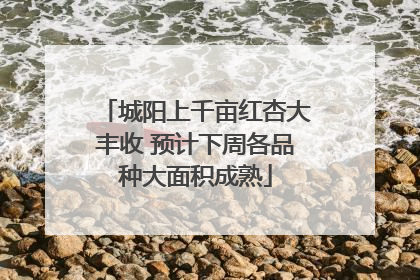 城阳上千亩红杏大丰收 预计下周各品种大面积成熟