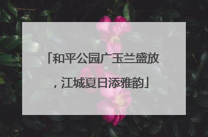 和平公园广玉兰盛放，江城夏日添雅韵