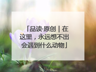 品读·原创｜在这里，永远想不出会遇到什么动物