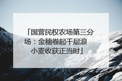 国营民权农场第三分场：金穗卷起千层浪 小麦收获正当时