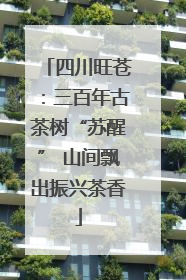 四川旺苍：三百年古茶树“苏醒” 山间飘出振兴茶香