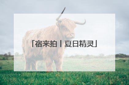 宿来拍丨夏日精灵