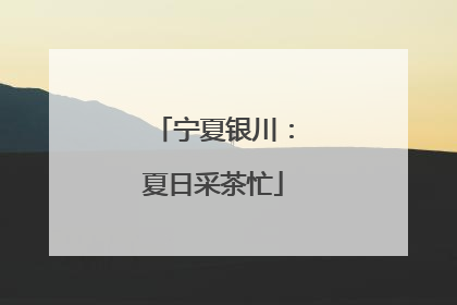宁夏银川：夏日采茶忙