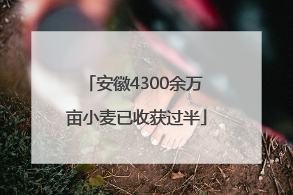 安徽4300余万亩小麦已收获过半