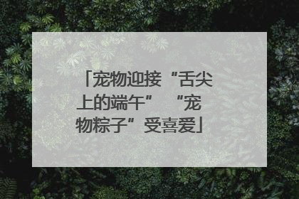 宠物迎接“舌尖上的端午” “宠物粽子”受喜爱