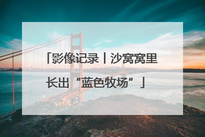 影像记录丨沙窝窝里长出“蓝色牧场”