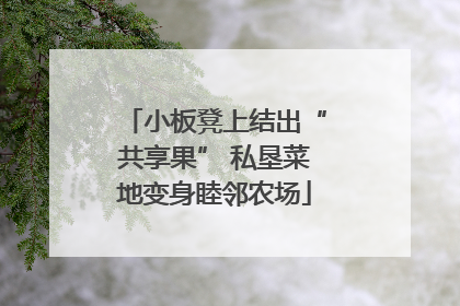 小板凳上结出“共享果” 私垦菜地变身睦邻农场
