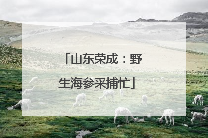 山东荣成：野生海参采捕忙