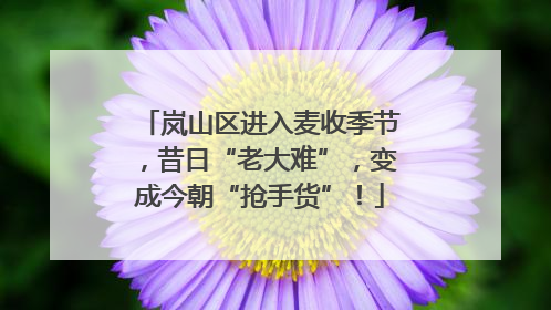 岚山区进入麦收季节，昔日“老大难”，变成今朝“抢手货”！