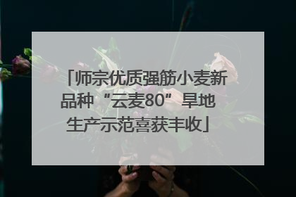 师宗优质强筋小麦新品种“云麦80”旱地生产示范喜获丰收