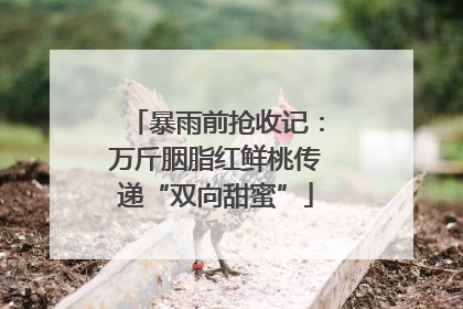 暴雨前抢收记：万斤胭脂红鲜桃传递“双向甜蜜”