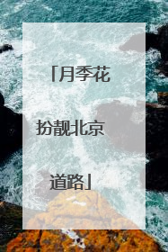 月季花扮靓北京道路