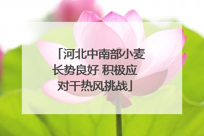 河北中南部小麦长势良好 积极应对干热风挑战