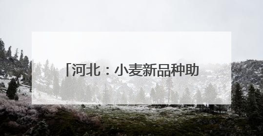河北：小麦新品种助力农业高质量发展
