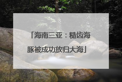 海南三亚：糙齿海豚被成功放归大海