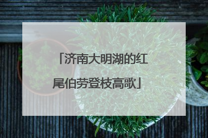 济南大明湖的红尾伯劳登枝高歌