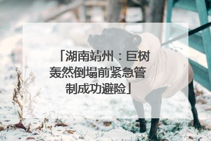 湖南靖州：巨树轰然倒塌前紧急管制成功避险