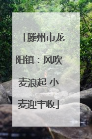 滕州市龙阳镇：风吹麦浪起 小麦迎丰收