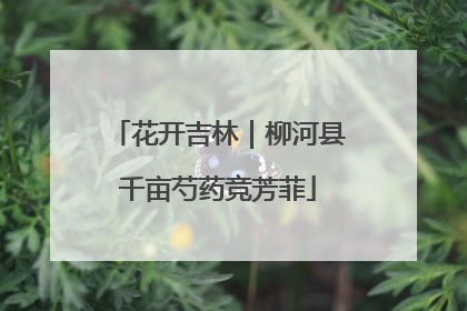花开吉林｜柳河县千亩芍药竞芳菲