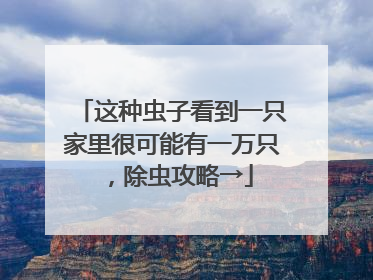 这种虫子看到一只家里很可能有一万只，除虫攻略→