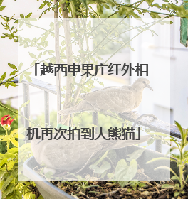 越西申果庄红外相机再次拍到大熊猫