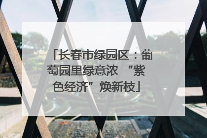 长春市绿园区：葡萄园里绿意浓 “紫色经济”焕新枝