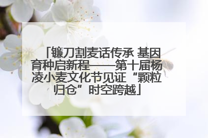 镰刀割麦话传承 基因育种启新程——第十届杨凌小麦文化节见证“颗粒归仓”时空跨越