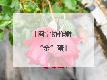 闽宁协作孵“金”蛋