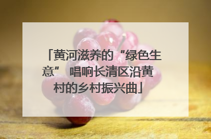 黄河滋养的“绿色生意” 唱响长清区沿黄村的乡村振兴曲
