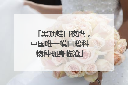 黑顶蛙口夜鹰，中国唯一蟆口鸱科物种现身临沧