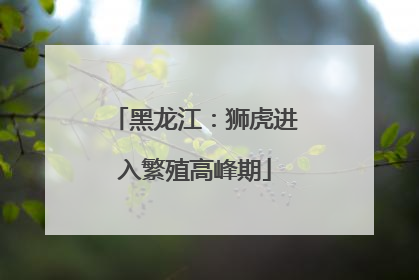 黑龙江：狮虎进入繁殖高峰期