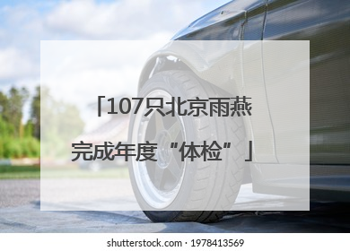 107只北京雨燕完成年度“体检”